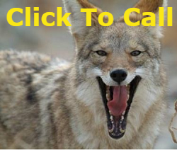 Don't let coyotes eat your pets. Call us for  coyote control fencing